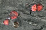 Plate of Nine Red Embers Garnets in Graphite - Massachusetts #272707-2